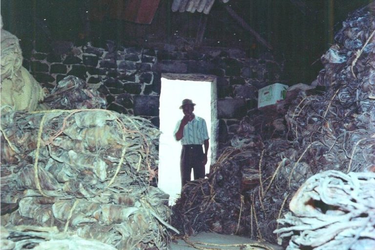 Évolution Durable : L’Histoire de l’Exportation de Poulpes Séchés de l’Île Rodrigues