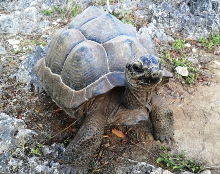 Préserver la Biodiversité : La Lutte de l’Île Rodrigues pour les Espèces Endémiques