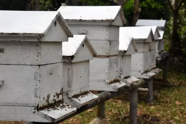 Apiculture et production de miel à Rodrigues